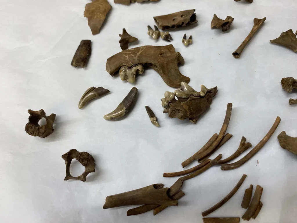 The remarkably complete skeleton of a tiny dog that lived 2,000 years ago could be Britain’s oldest known lapdog. Archaeologists believe the puppy was kept for.