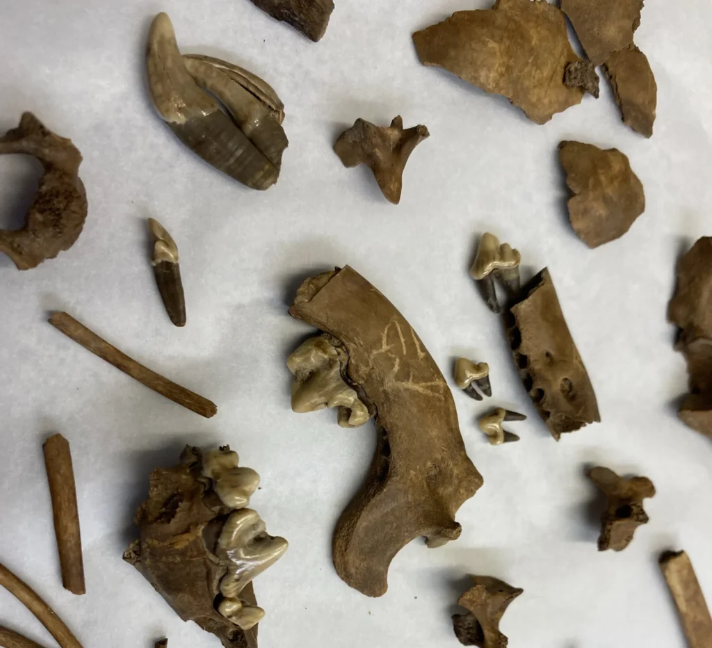 The remarkably complete skeleton of a tiny dog that lived 2,000 years ago could be Britain’s oldest known lapdog. Archaeologists believe the puppy was kept for.