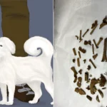 The remarkably complete skeleton of a tiny dog that lived 2,000 years ago could be Britain’s oldest known lapdog. Archaeologists believe the puppy was kept for.