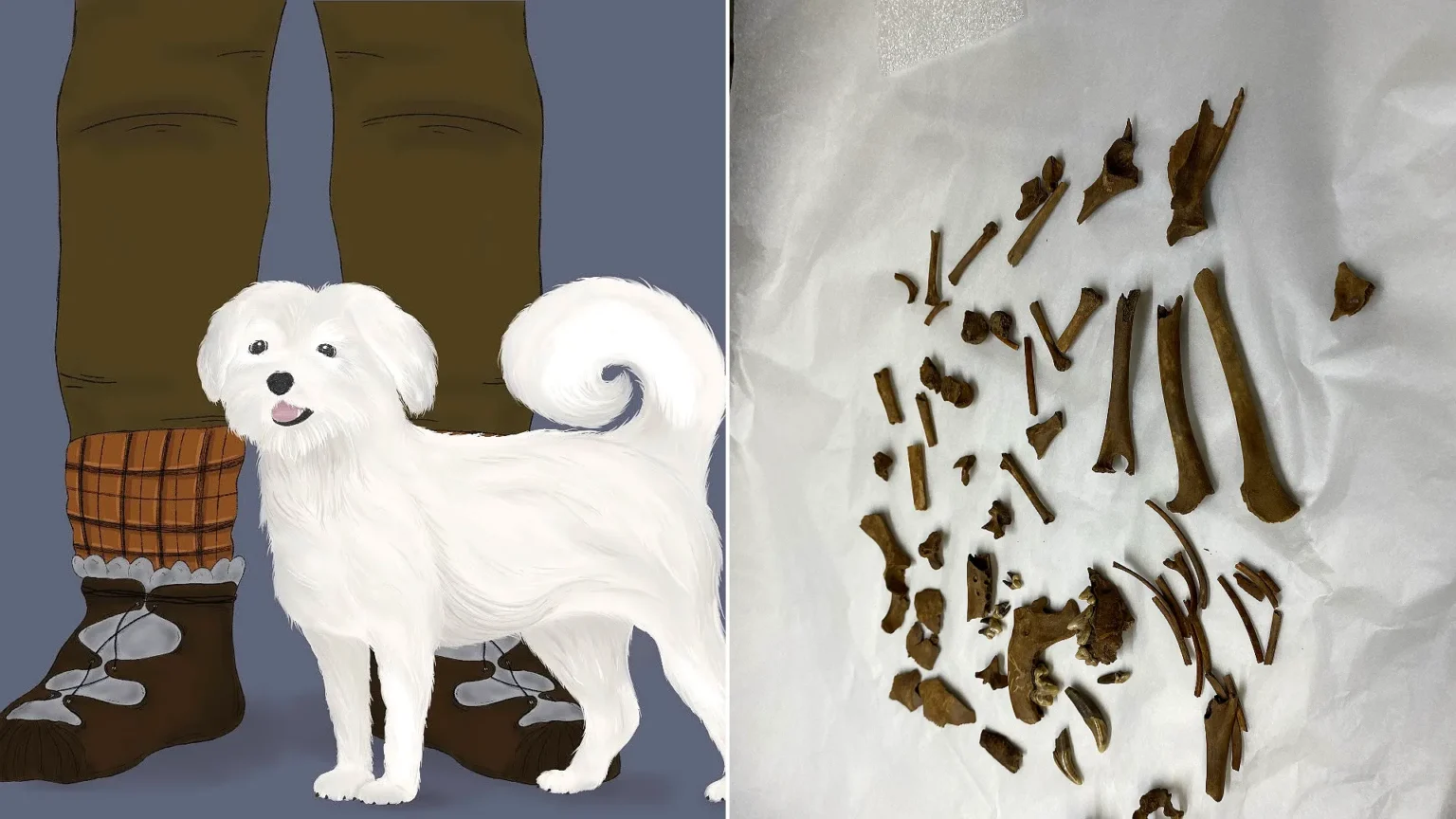 The remarkably complete skeleton of a tiny dog that lived 2,000 years ago could be Britain’s oldest known lapdog. Archaeologists believe the puppy was kept for.