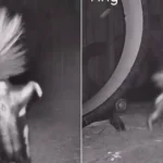 An acrobatic skunk has been caught on camera performing the perfect handstand. Rescue skunk Valentino was spotted hopping onto his front paws and strutting his stuff.