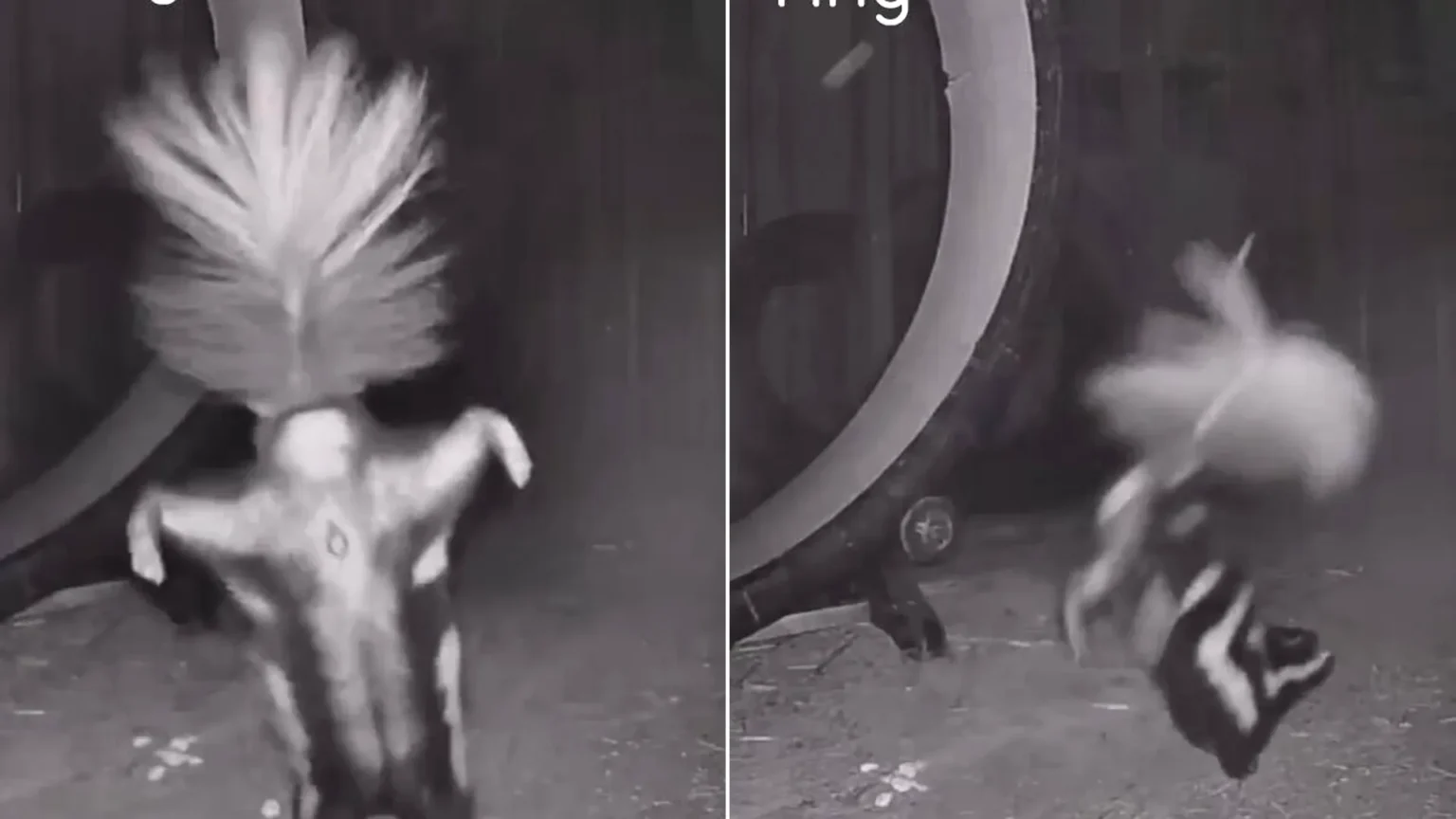 An acrobatic skunk has been caught on camera performing the perfect handstand. Rescue skunk Valentino was spotted hopping onto his front paws and strutting his stuff.