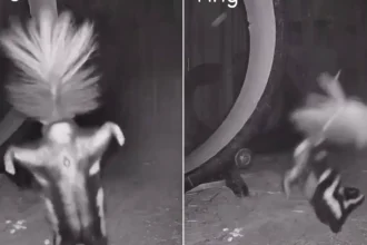 An acrobatic skunk has been caught on camera performing the perfect handstand. Rescue skunk Valentino was spotted hopping onto his front paws and strutting his stuff.