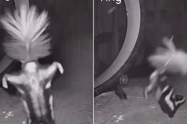 An acrobatic skunk has been caught on camera performing the perfect handstand. Rescue skunk Valentino was spotted hopping onto his front paws and strutting his stuff.