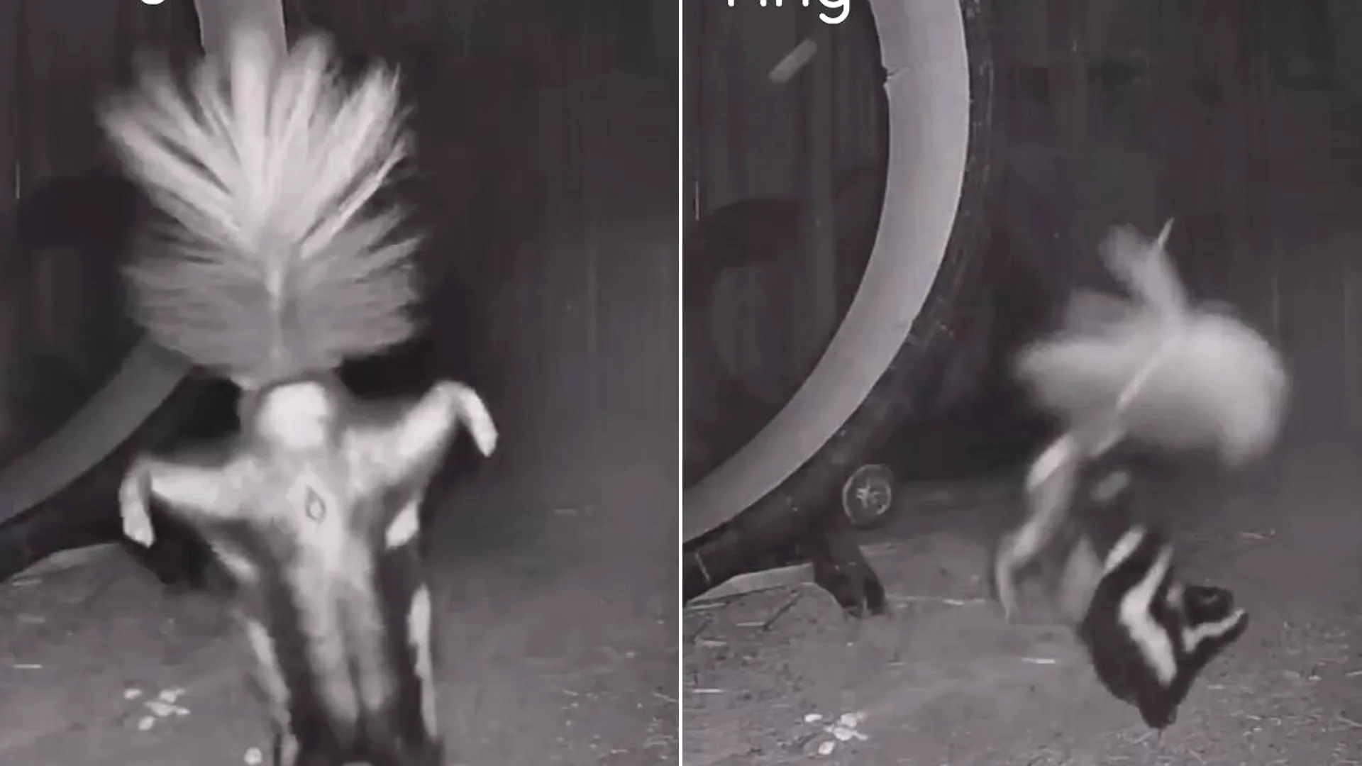 An acrobatic skunk has been caught on camera performing the perfect handstand. Rescue skunk Valentino was spotted hopping onto his front paws and strutting his stuff.