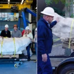 Scientists believe they may have discovered a new species of dinosaur dating back 75 million years. The remarkably complete skeleton was so difficult to move that part.