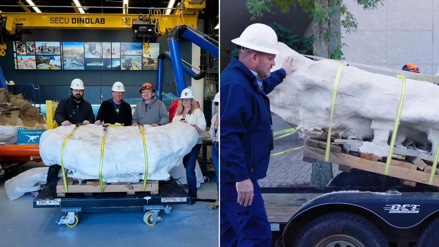 Scientists believe they may have discovered a new species of dinosaur dating back 75 million years. The remarkably complete skeleton was so difficult to move that part.