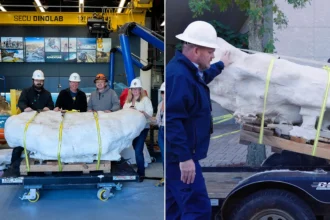 Scientists believe they may have discovered a new species of dinosaur dating back 75 million years. The remarkably complete skeleton was so difficult to move that part.