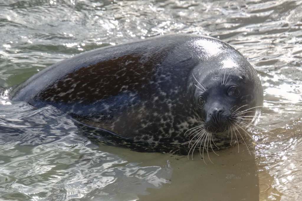 A 10-year-old seal regains his sight after cataract surgery funded by hundreds of supporters at a Cornish sanctuary. Vets say donors have changed his world.