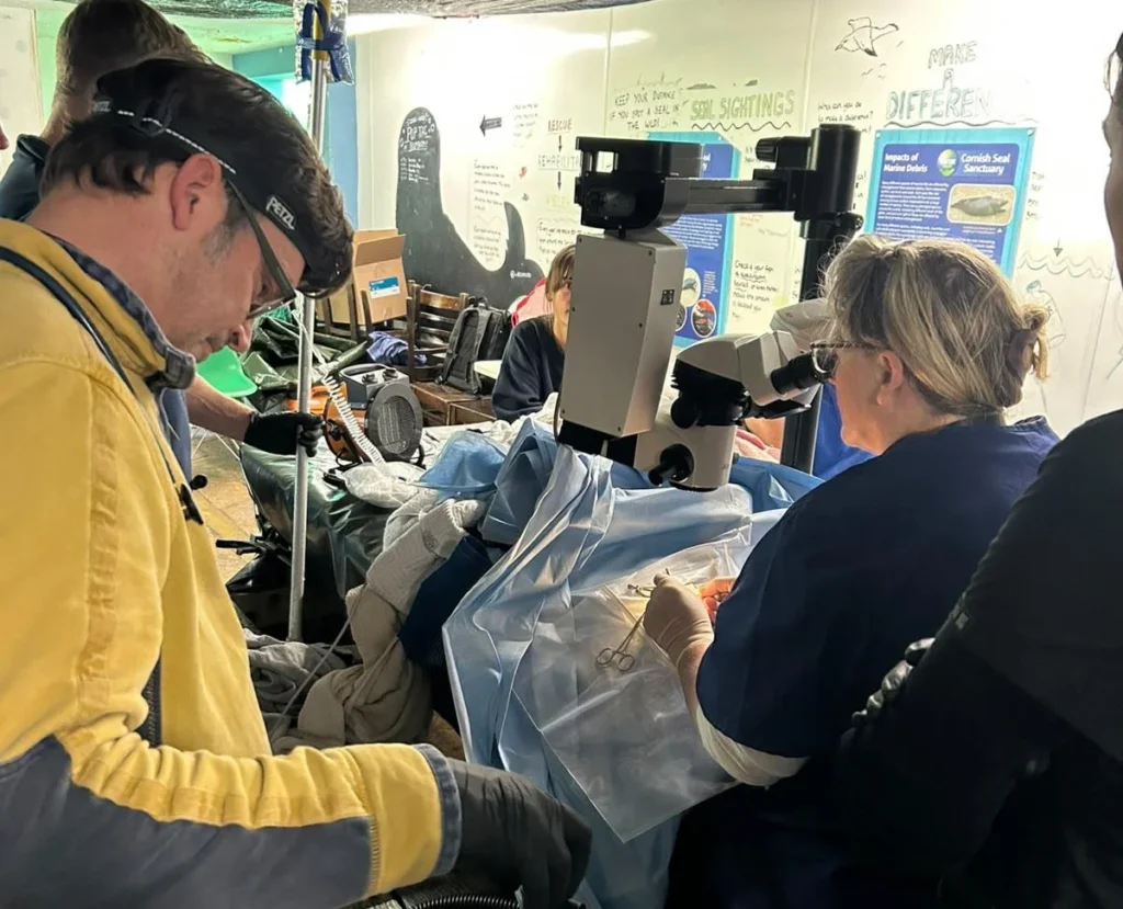 A 10-year-old seal regains his sight after cataract surgery funded by hundreds of supporters at a Cornish sanctuary. Vets say donors have changed his world.