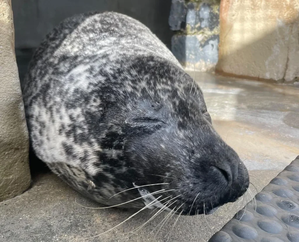 A 10-year-old seal regains his sight after cataract surgery funded by hundreds of supporters at a Cornish sanctuary. Vets say donors have changed his world.