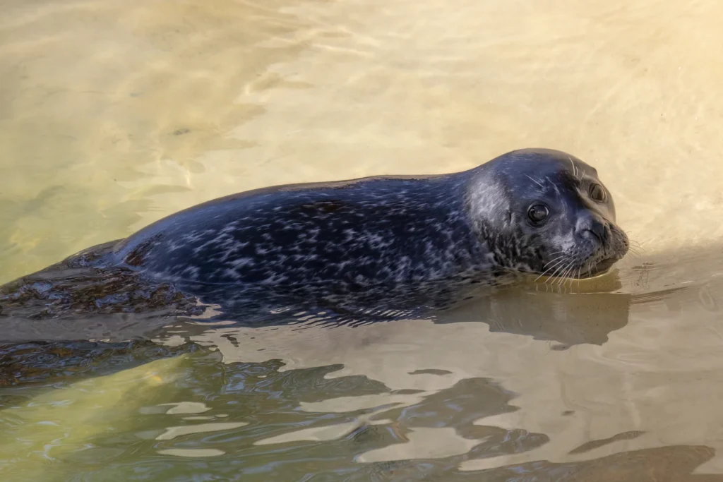 A 10-year-old seal regains his sight after cataract surgery funded by hundreds of supporters at a Cornish sanctuary. Vets say donors have changed his world.