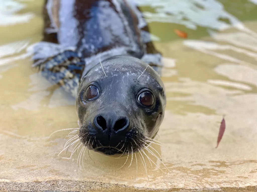 A 10-year-old seal regains his sight after cataract surgery funded by hundreds of supporters at a Cornish sanctuary. Vets say donors have changed his world.