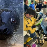 A 10-year-old seal regains his sight after cataract surgery funded by hundreds of supporters at a Cornish sanctuary. Vets say donors have changed his world.