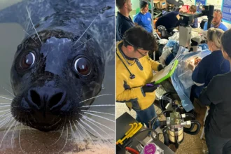A 10-year-old seal regains his sight after cataract surgery funded by hundreds of supporters at a Cornish sanctuary. Vets say donors have changed his world.