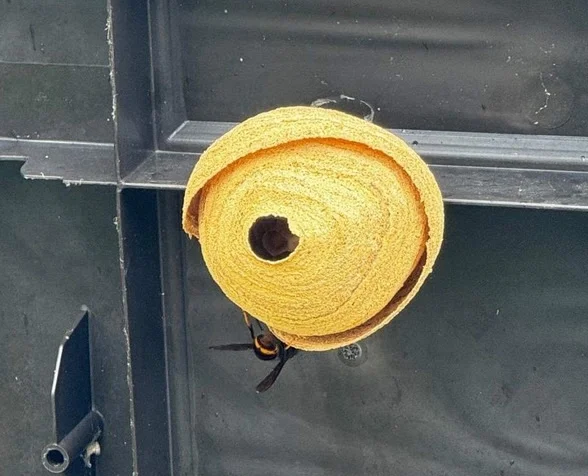 Britain warned of deadly health risk as Asian hornet cases soar in Jersey with over 800 nests discovered. Public safety threat expected to worsen.