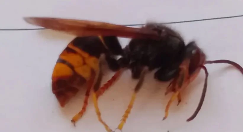 Britain warned of deadly health risk as Asian hornet cases soar in Jersey with over 800 nests discovered. Public safety threat expected to worsen.