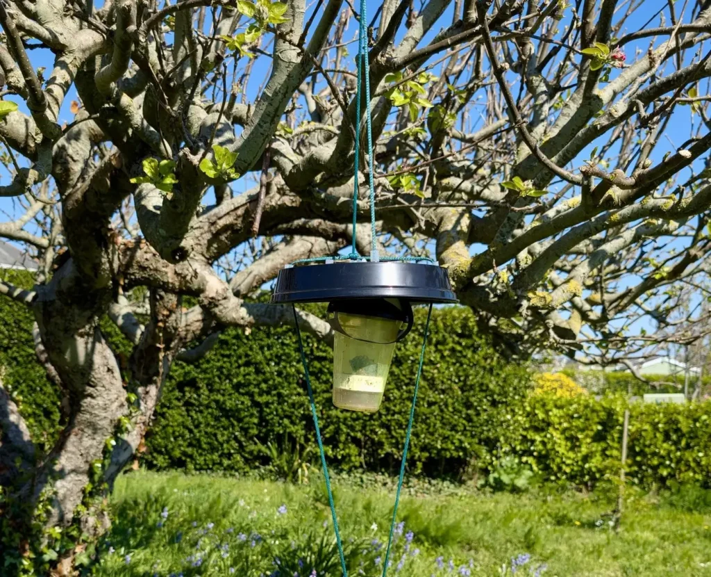 Britain warned of deadly health risk as Asian hornet cases soar in Jersey with over 800 nests discovered. Public safety threat expected to worsen.