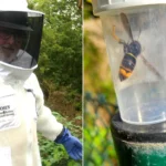 Britain warned of deadly health risk as Asian hornet cases soar in Jersey with over 800 nests discovered. Public safety threat expected to worsen.