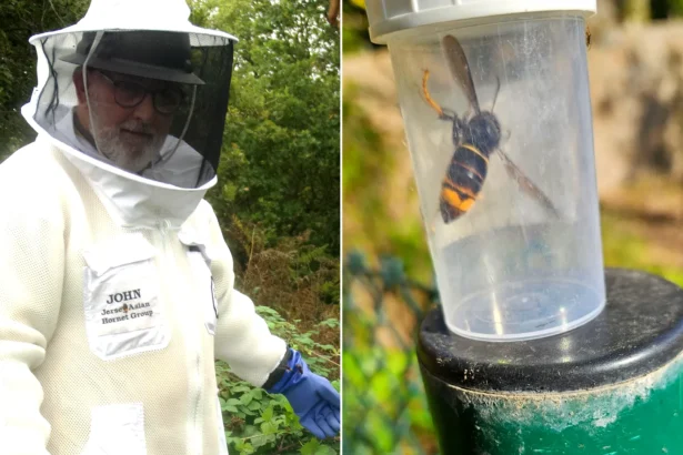 Britain warned of deadly health risk as Asian hornet cases soar in Jersey with over 800 nests discovered. Public safety threat expected to worsen.