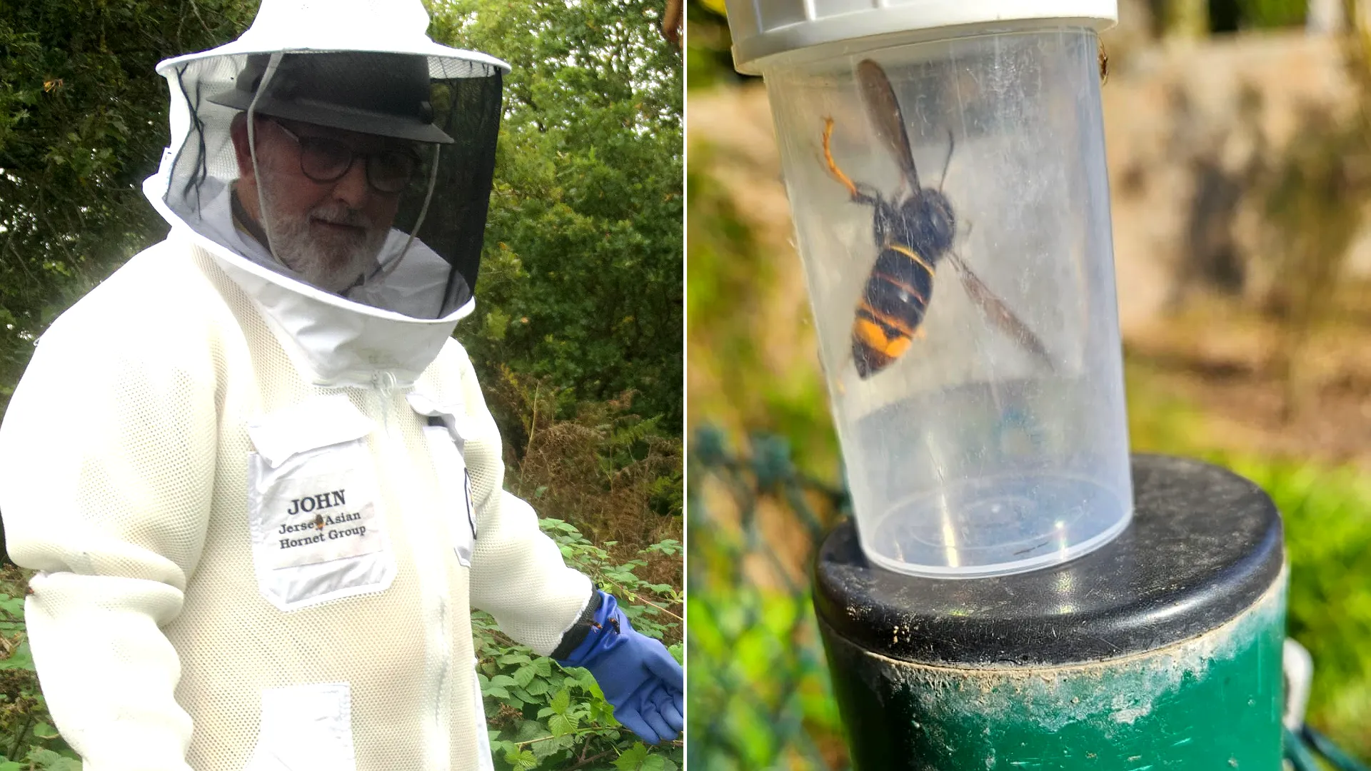 Britain warned of deadly health risk as Asian hornet cases soar in Jersey with over 800 nests discovered. Public safety threat expected to worsen.