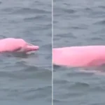 Stunning pink dolphins left tourists open-mouthed after they were spotted gliding through the waves alongside a pod of grey companions.