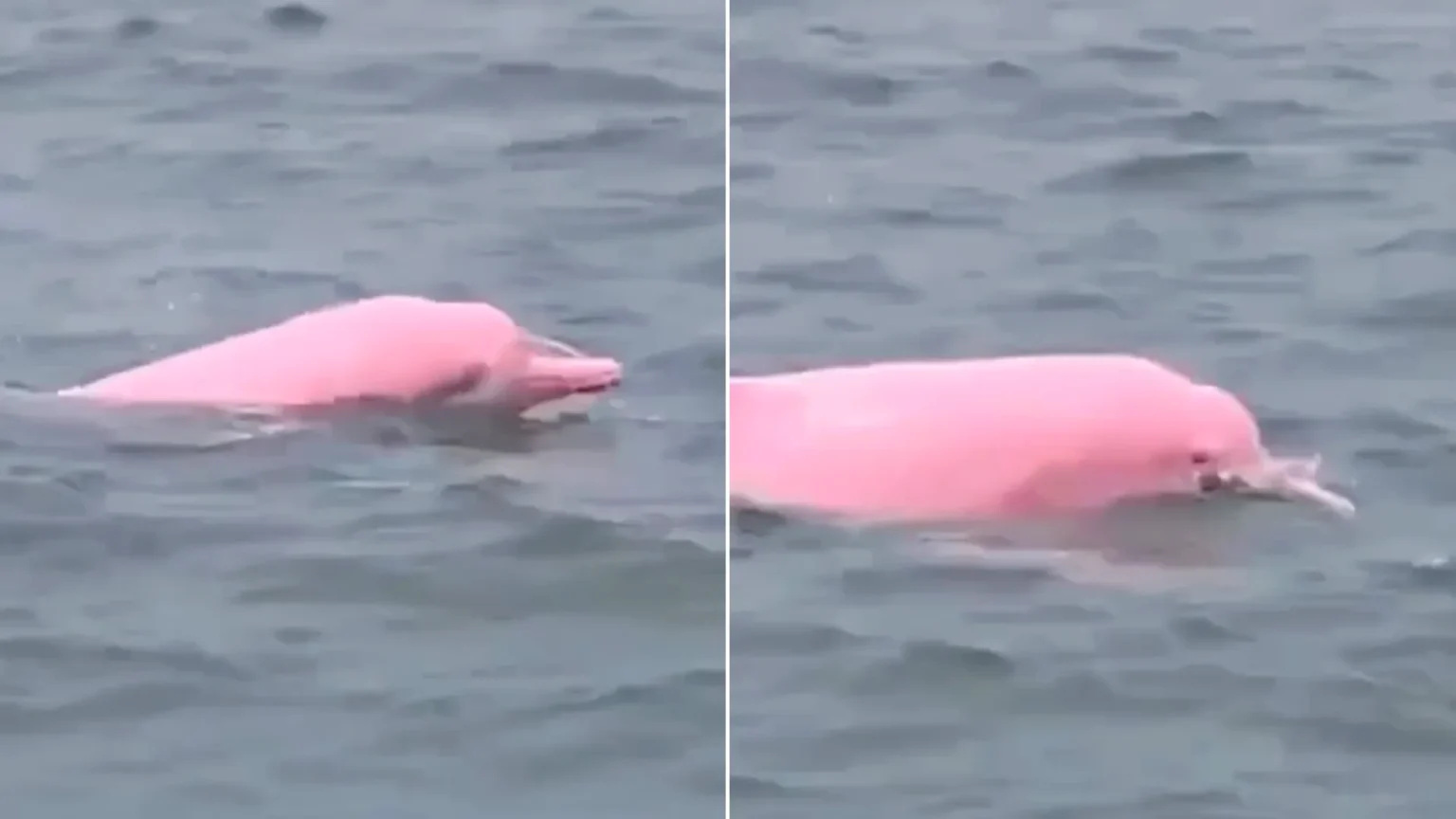 Stunning pink dolphins left tourists open-mouthed after they were spotted gliding through the waves alongside a pod of grey companions.
