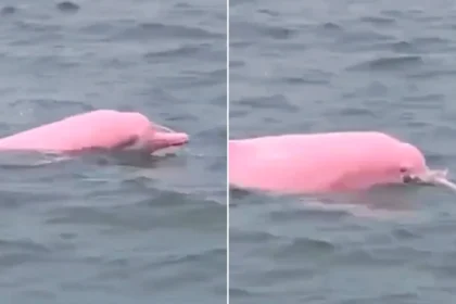 Stunning pink dolphins left tourists open-mouthed after they were spotted gliding through the waves alongside a pod of grey companions.
