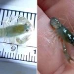 Tiny translucent baby crayfish hilariously named 'Big Sandy' despite measuring less than one inch long are being released to help save a threatened Virginia species.