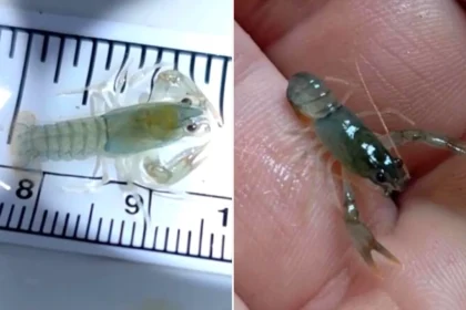 Tiny translucent baby crayfish hilariously named 'Big Sandy' despite measuring less than one inch long are being released to help save a threatened Virginia species.