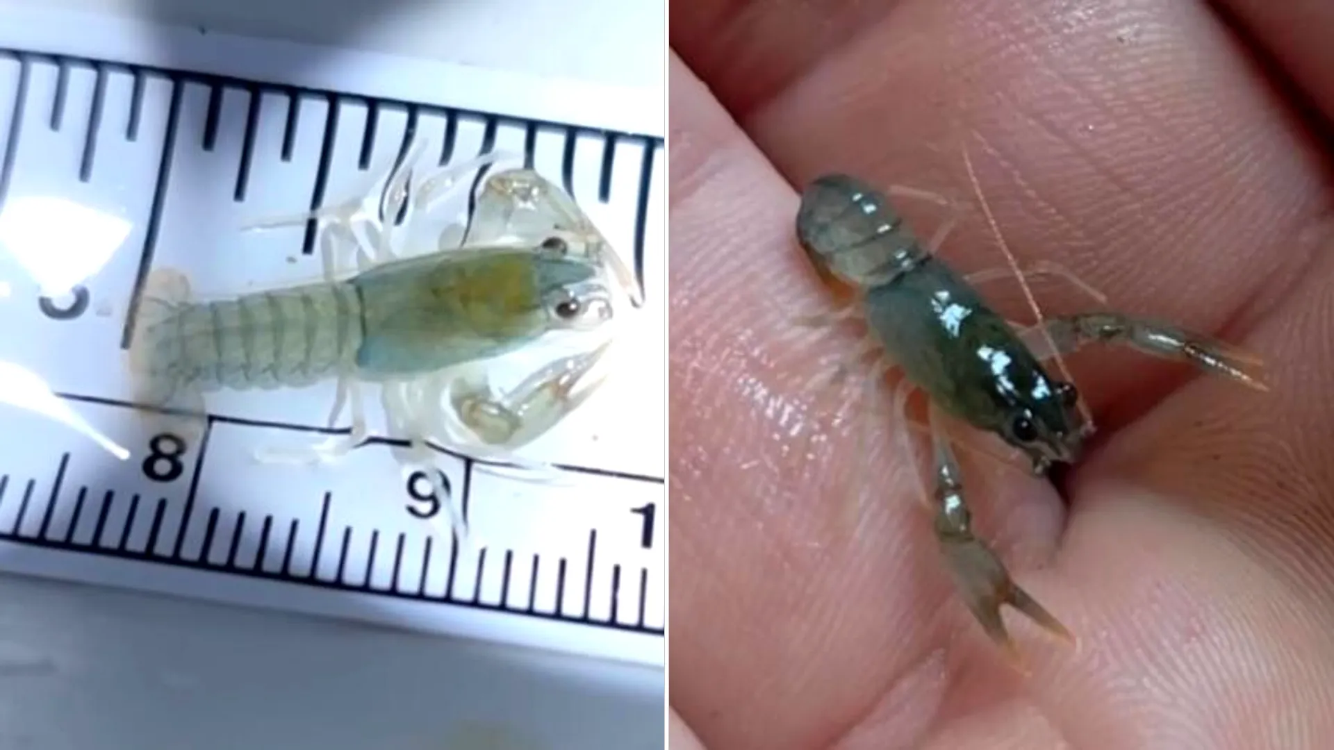 Tiny translucent baby crayfish hilariously named 'Big Sandy' despite measuring less than one inch long are being released to help save a threatened Virginia species.