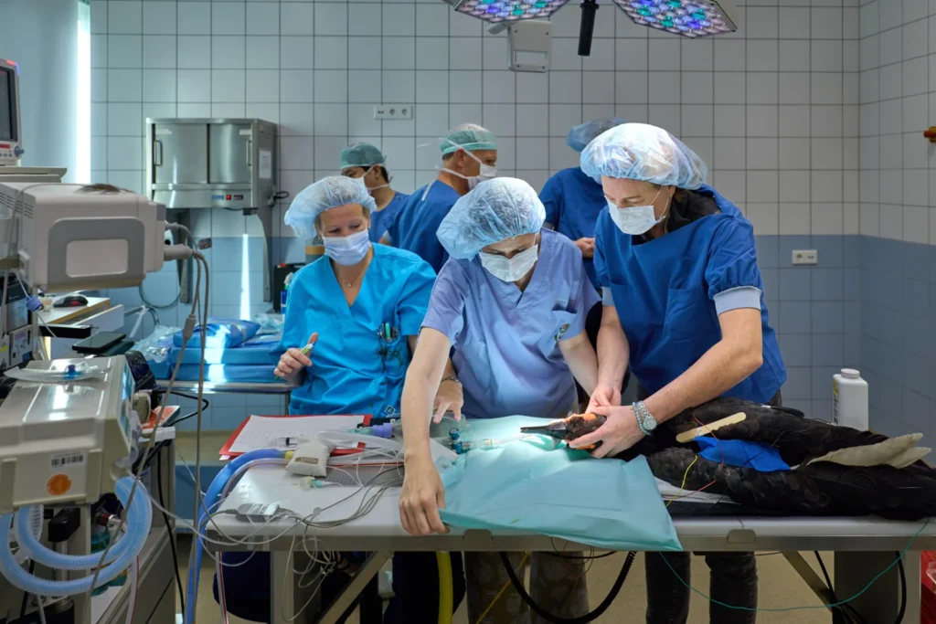 A southern ground hornbill becomes the first bird to receive a double 3D-printed beak replacement after injury. The pioneering surgery was an immediate success.
