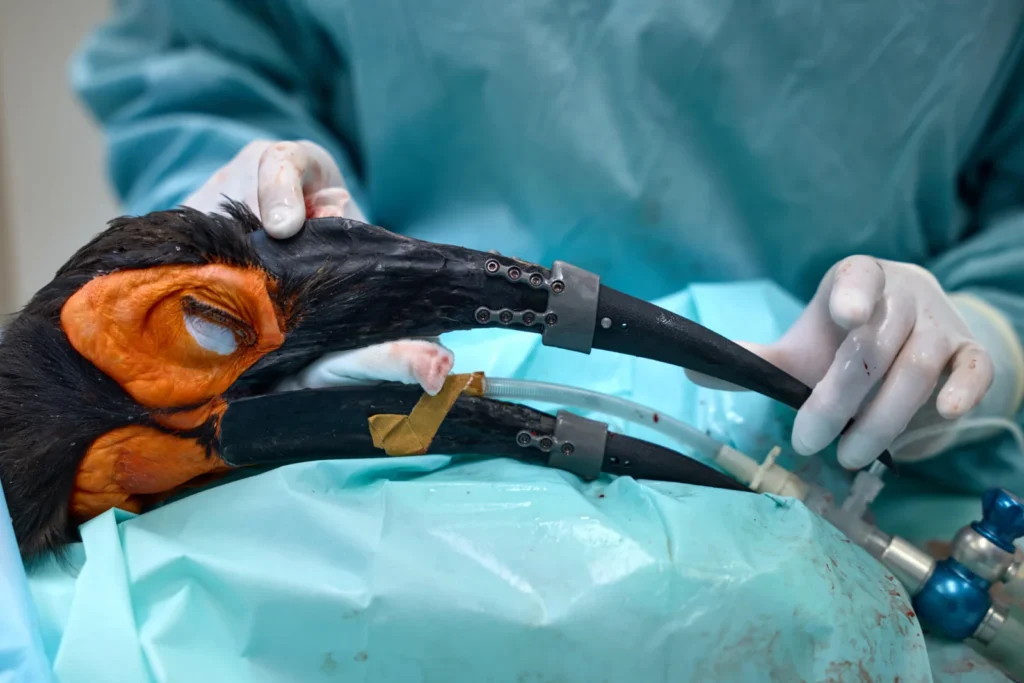 A southern ground hornbill becomes the first bird to receive a double 3D-printed beak replacement after injury. The pioneering surgery was an immediate success.