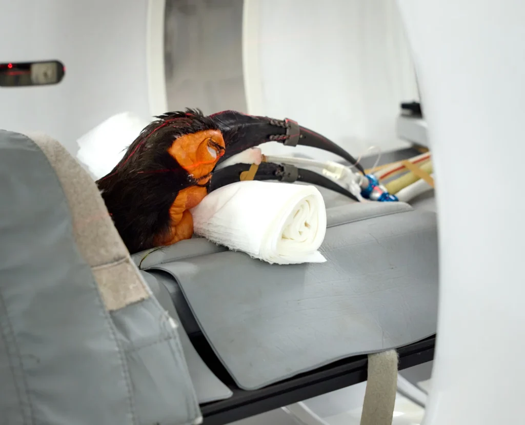 A southern ground hornbill becomes the first bird to receive a double 3D-printed beak replacement after injury. The pioneering surgery was an immediate success.