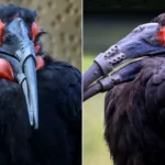 A southern ground hornbill becomes the first bird to receive a double 3D-printed beak replacement after injury. The pioneering surgery was an immediate success.
