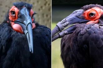 A southern ground hornbill becomes the first bird to receive a double 3D-printed beak replacement after injury. The pioneering surgery was an immediate success.